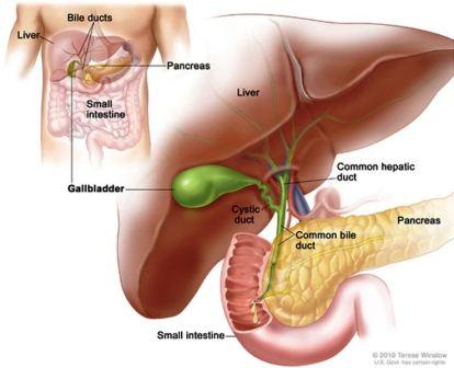 How much does a gallbladder weigh